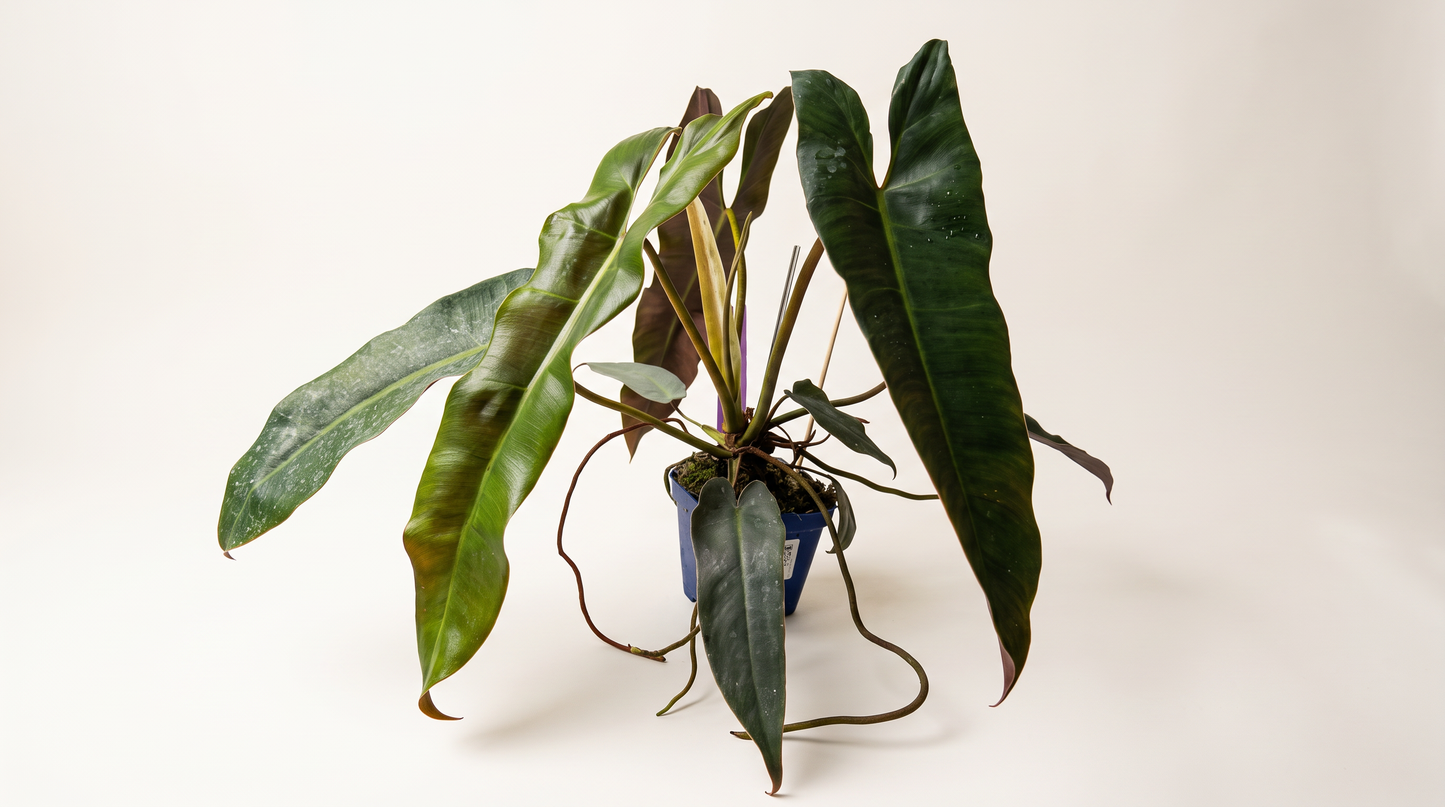 Philodendron atabapoense i 12 cm kruka