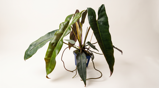 Philodendron atabapoense i 12 cm kruka